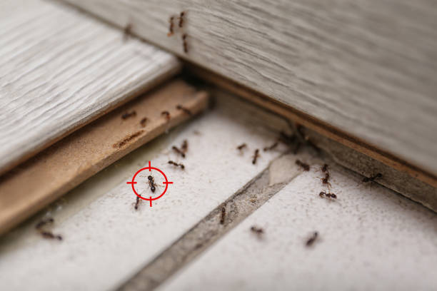 Best Pest Prevention Services  in Detroit, MI