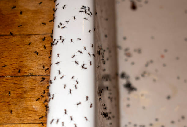 Best Local Pest Control Services  in Detroit, MI